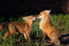 Kissing Foxes