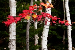 Maple Leave in Maine