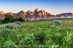 Grand Teton Wildflowers 2